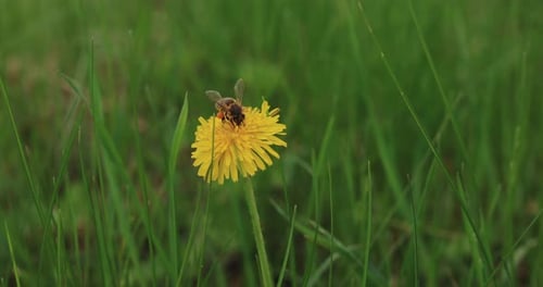 Honeybee Collecting Pollen on Dandelion Flower