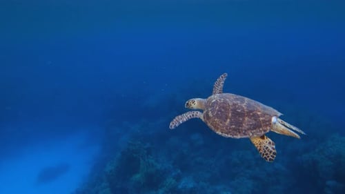 Sea Turtle Undersea