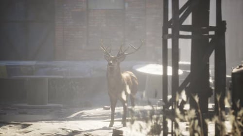 Des cerfs sauvages rôdent dans les rues d'une ville abandonnée