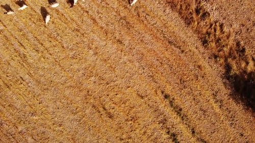 Aerial View of Sheep Grazing in Rural Field