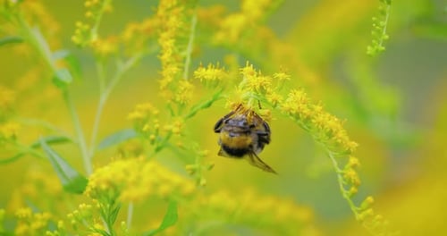Shaggy Bumblebee Pollinating and Collects Nectar From the Yellow Flower of the Plant
