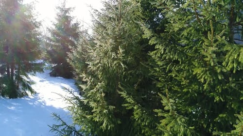 Winter Snow Trees. Aerial View Fly Over. Nature