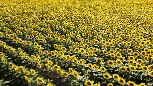 Sunflower Field Plantation Agriculture
