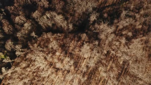 Vidéo aérienne Drone d'une forêt magnifique/mystique