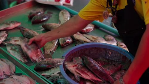 Nahaufnahme eines Mannes, der frischen Fisch auf ein Sieb legt und Fische auf Hintergrund springen