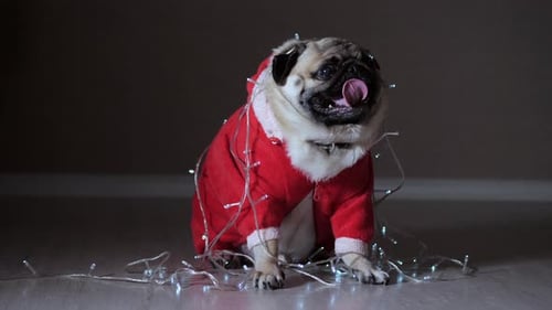 Pug in Santa Suit with Christmas Lights