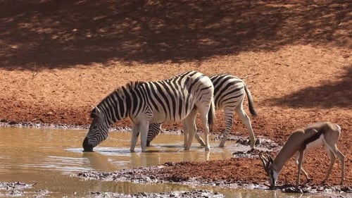 Plains Zebras And A Springbok Drinking At A Waterhole