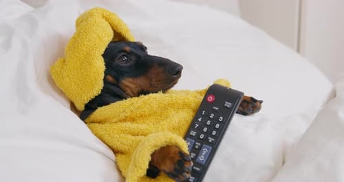 Funny Dachshund in Bed with Remote Control