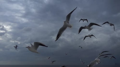 Seagulls Flying Together in Overcast Sky