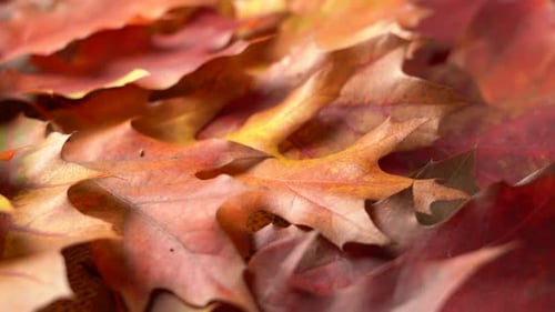 Colorful Autumn Leaves Close Up Panning View