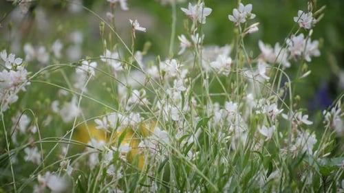 Schöne weiße Blumen blühen