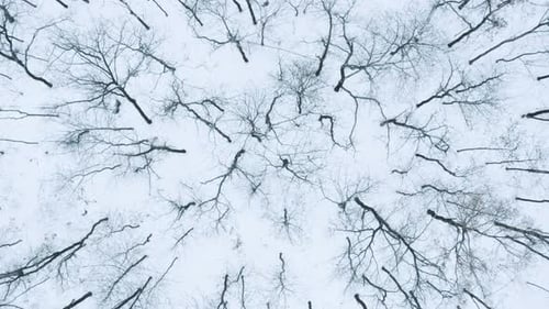 Schwarzer Winterwald