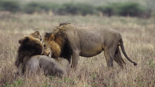 Two Lions Licking And Cleaning Each Other Skin, At Central Kalahari
