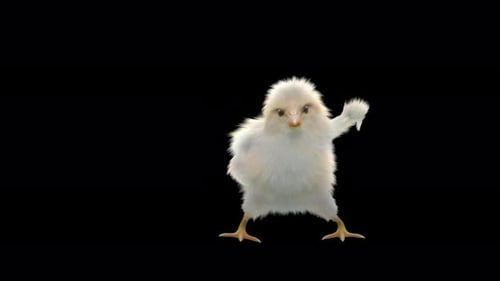 Animated Baby Chick Dancing on Black Background