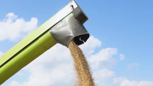 Combine Harvester Transferring Freshly Harvested Wheat to Tractortrailer for Transport in Background