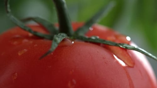 Extreme close-up of water drip on tomato in slow motion; shot on Phantom Flex 4K at 1000 fps