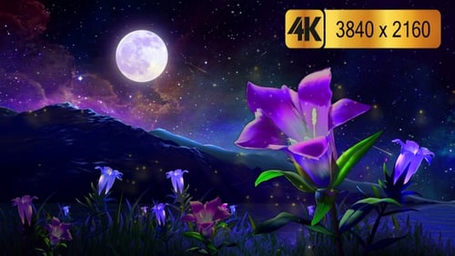 Dreamy Night Sky with Glowing Flowers Animation
