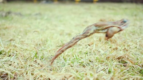 Frog Leaping in Grassy Field