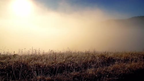 Crystal Low Grass Covered with Sparkling Frost and Fog at Sunrise