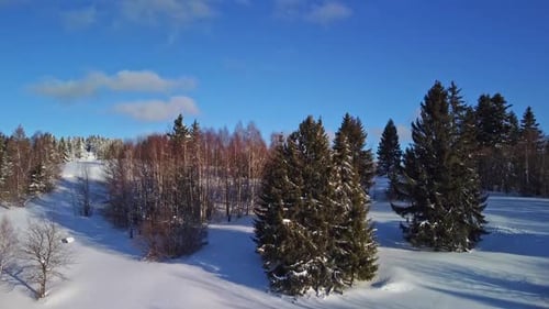Aerial View of Winter Forest View From Behind the Trees Rising Up