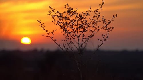 Silhouette of Tree Against a Vibrant Sunset