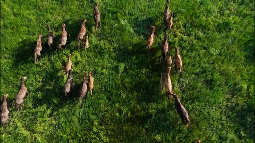 Chevaux sauvages qui courent des Mustangs sauvages sur la belle herbe verte