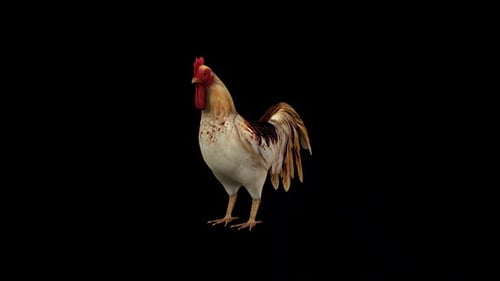 Rooster Idle View from Front Side