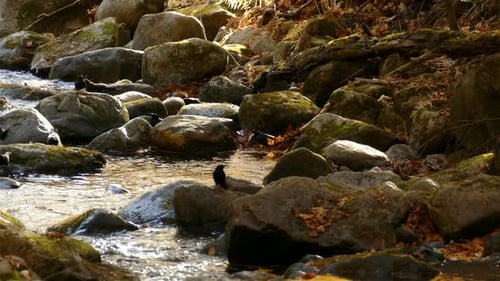 Flock of common grackle birds enjoy forest river with rocks in autumn season