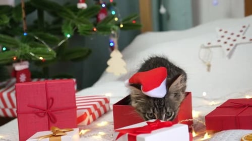 Festive Tabby Kitten in a Christmas Present Box