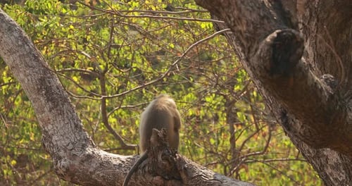 Kanica Goa India