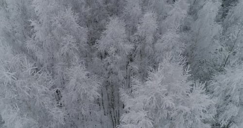 Winter Landscape with Forest
