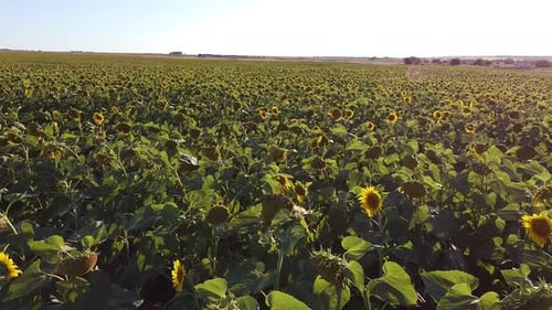 Yellow Young Sunflowers in a Field From a Bird's Eye View
