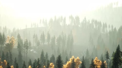 Sunlight in Spruce Forest in the Fog on the Background of Mountains at Sunset