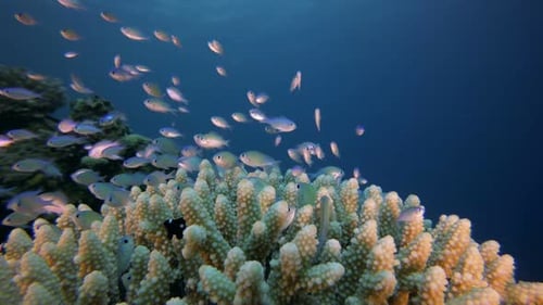 Underwater Scene
