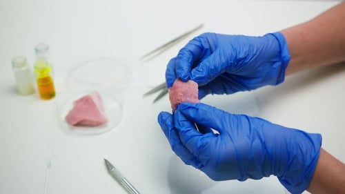 Gloved Hands Analyzing Tissue Sample in Lab