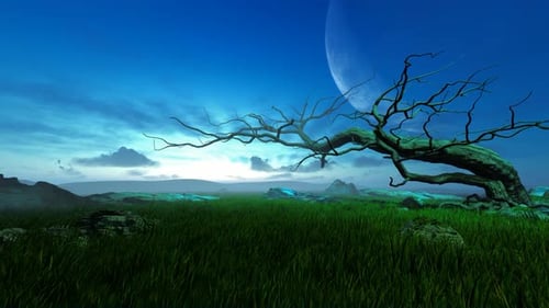 Vieux arbres dans la prairie