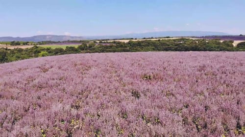 Valensole Plateau Provence Südfrankreich
