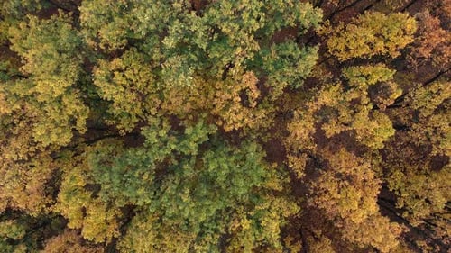 Aerial top shot of a colorful forest at fall in Hungary
