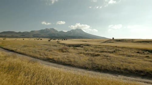 Drone Flies Very Close to Wheat Field