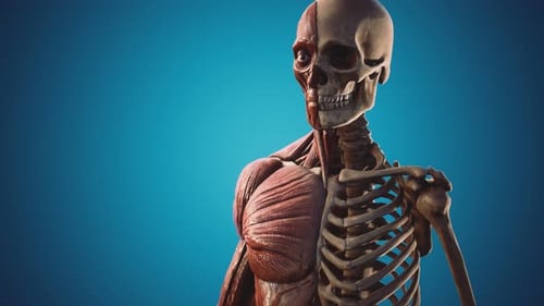 Anatomical 3D Render of Human Muscles and Skeleton