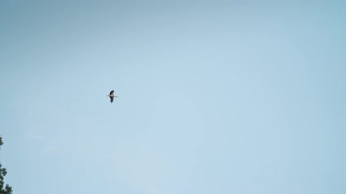 Lonely Stork Flying in Clear Sky Above Ukraine in Summer