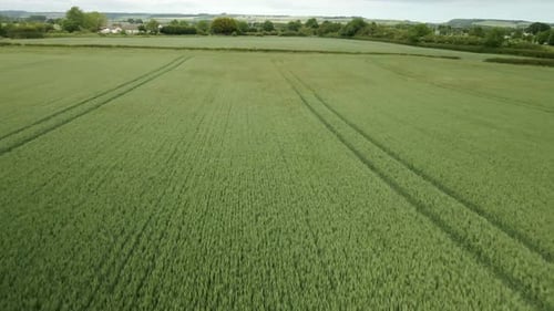 slow aerial over green wheat crop field on rural agricultural land