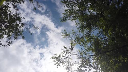 Looking up through tops of trees through green foliage, summer forest