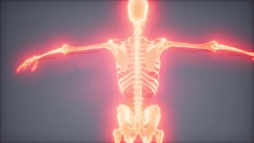 Glowing Human Skeleton 3D Animation for Medical and Scientific Visualization