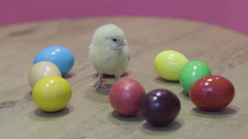 Adorable Baby Chick Surrounded by Colorful Easter Eggs