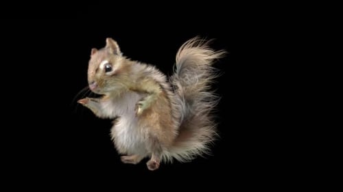 Chipmunk: Tanzen HD