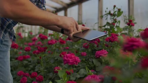 Man Using Tablet Among Red Roses in Greenhouse