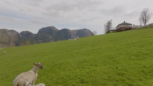Aerial drone flies past sheep on green hillside.