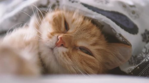 Cute Cat Napping Peacefully Under Blanket