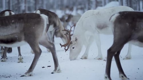Reindeer Herd Foraging in a Snowy Winter Landscape